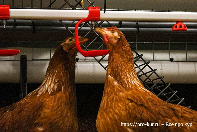 Поилки для цыплят и кур как правильно чистить