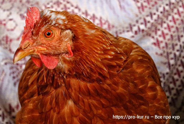 Кормление больной курицы – чем и как лучше накормить птицу. 