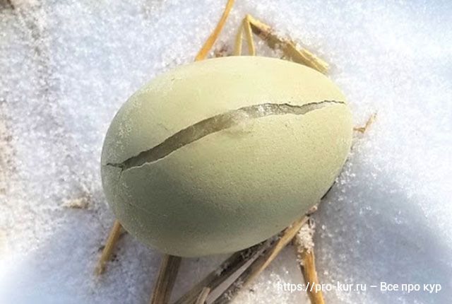 Треснутое яйцо можно есть или лучше выбросить? 