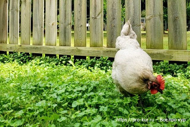 Какими травами лучше кормить кур и цыплят