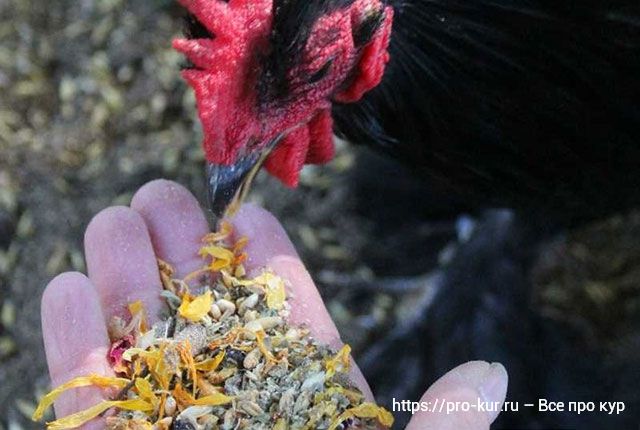 Какими травами лучше кормить кур и цыплят в домашних условиях, о полезных и вредных растениях. 