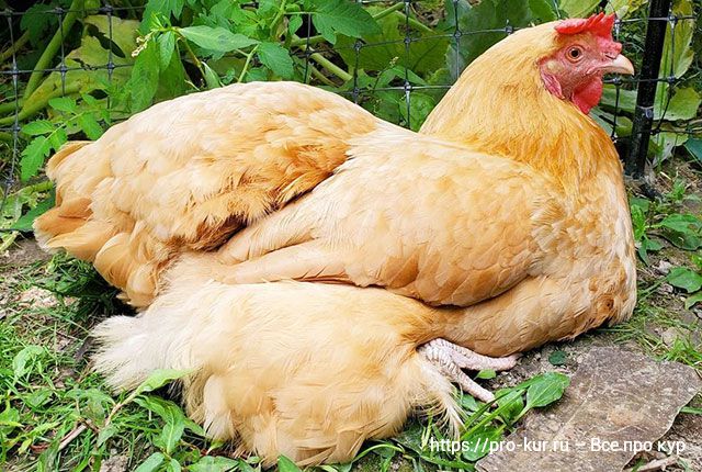 Какими травами лучше кормить кур и цыплят в домашних условиях, о полезных и вредных растениях. 