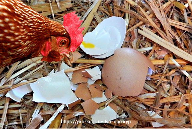 Как отучить курицу съедать свои яйца