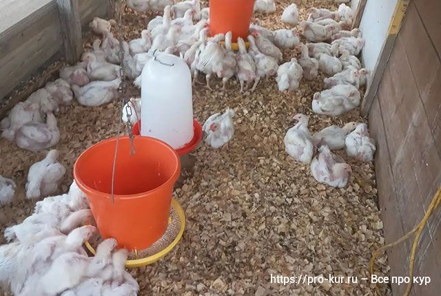 Найден идеальный источник белка для цыплят-бройлеров
