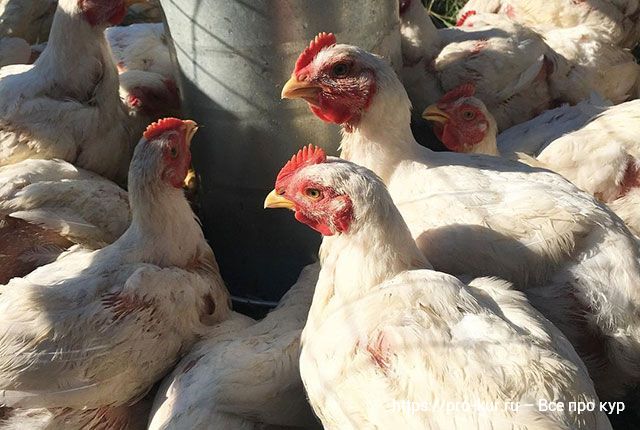 Найден идеальный источник белка для цыплят-бройлеров
