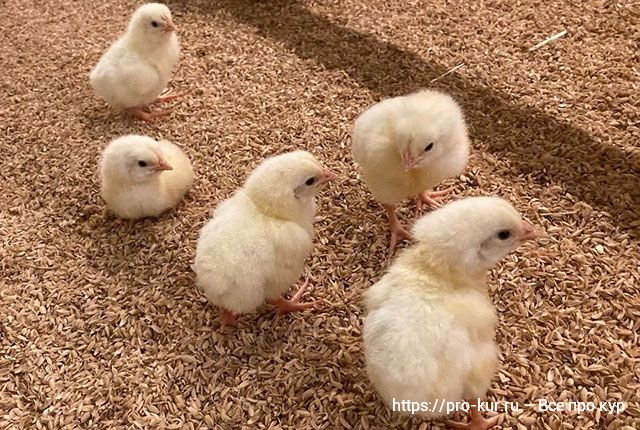 Решение типовых проблем, возникающих при выращивании цыплят бройлеров