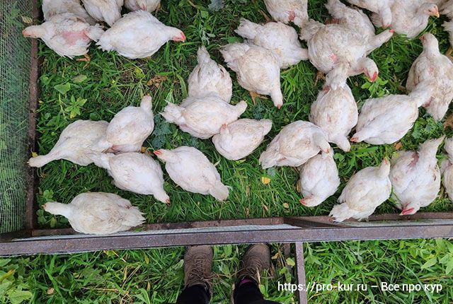 Проблемы в выращивании цыплят бройлеров. 