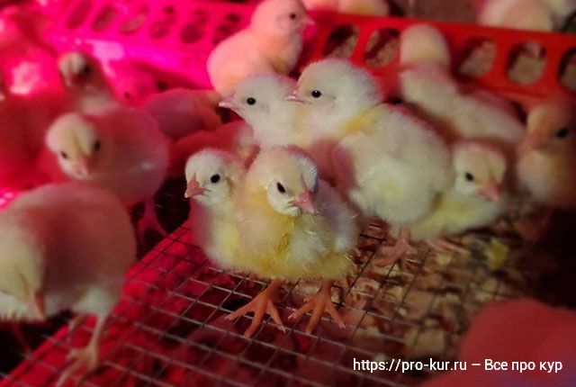 Решение типовых проблем, возникающих при выращивании цыплят бройлеров