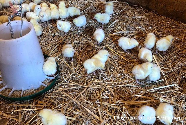 Желаете улучшить продуктивность и укрепить здоровье цыплят-бройлеров, накормите их пробиотиками