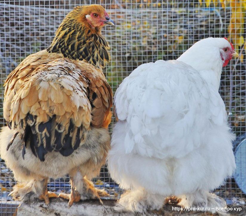 Желаете улучшить продуктивность и укрепить здоровье цыплят-бройлеров, накормите их пробиотиками