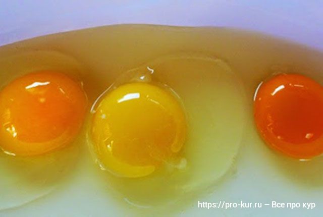 Прежде чем съесть яйцо, проверьте цвет его желтка