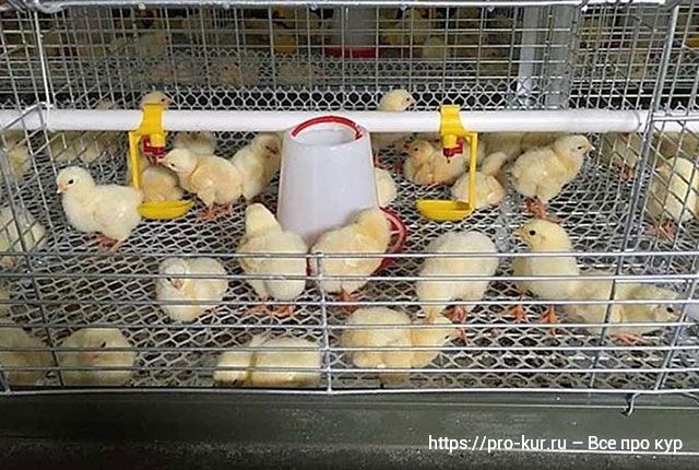 Особенности клеточной и напольной системы содержания цыплят