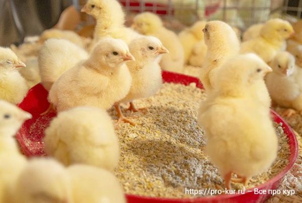 Кормить цыплят по времени или ставить корм в свободном доступе. 