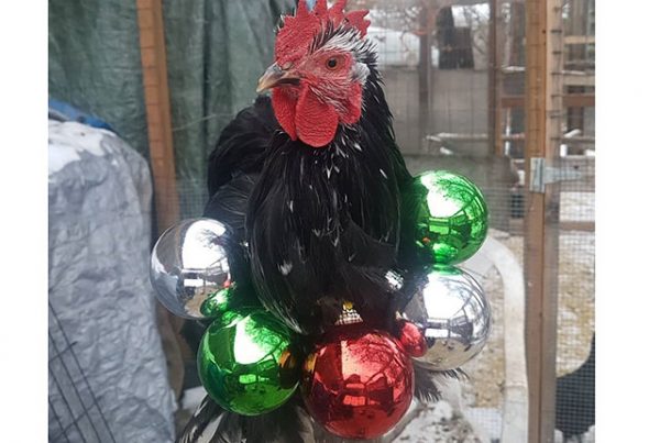 Все про кур несушек