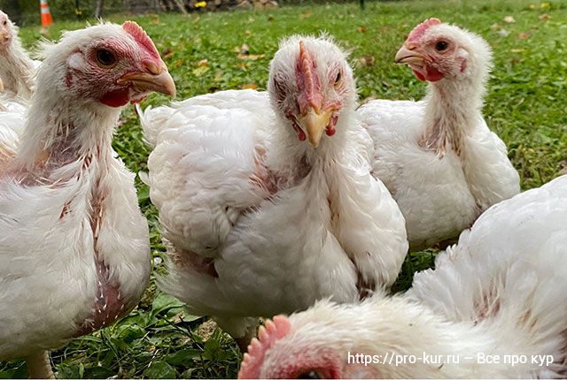 Бройлеры облысели – почему и что делать с цыплятами. 