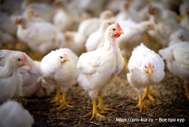 Бройлеры облысели – почему и что делать с цыплятами