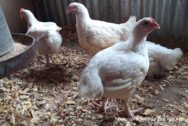 Бройлеры облысели – почему и что делать с цыплятами
