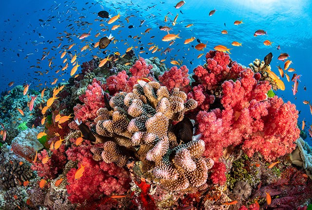 Розовые фламинго и коралловые рифы на Бонайре