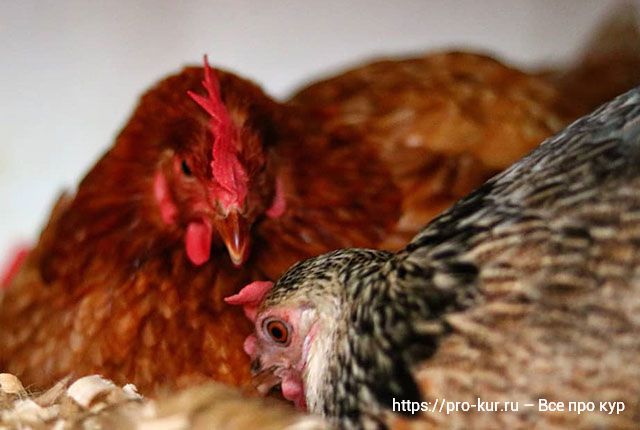 Секреты воспроизводства стада кур – от наседки до цыплят