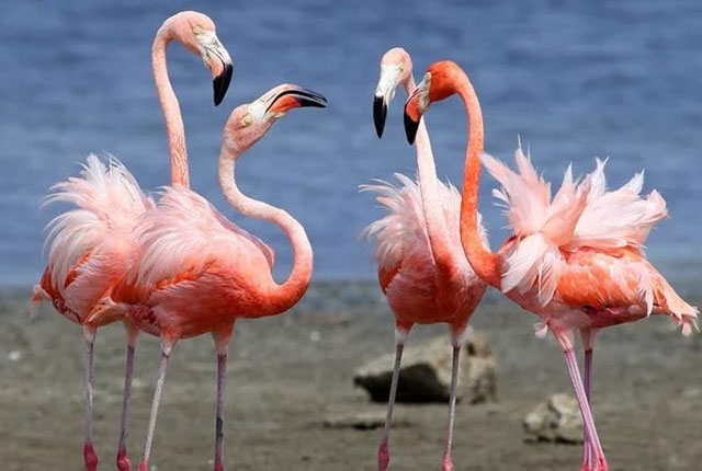 Бонайре: розовые фламинго и коралловые рифы. 