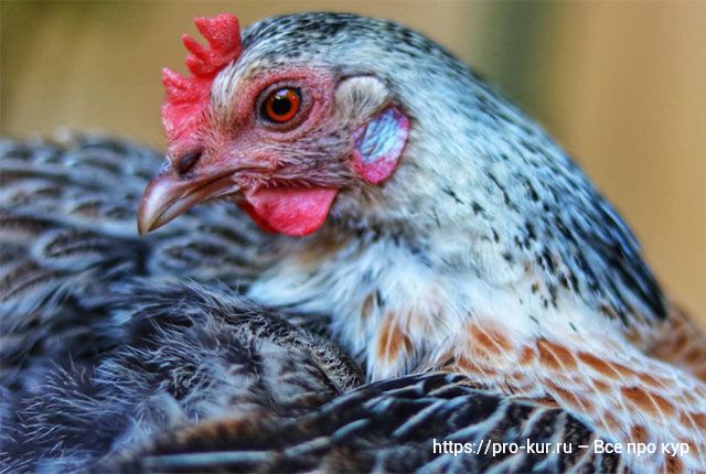 Секреты воспроизводства стада кур – от наседки до цыплят