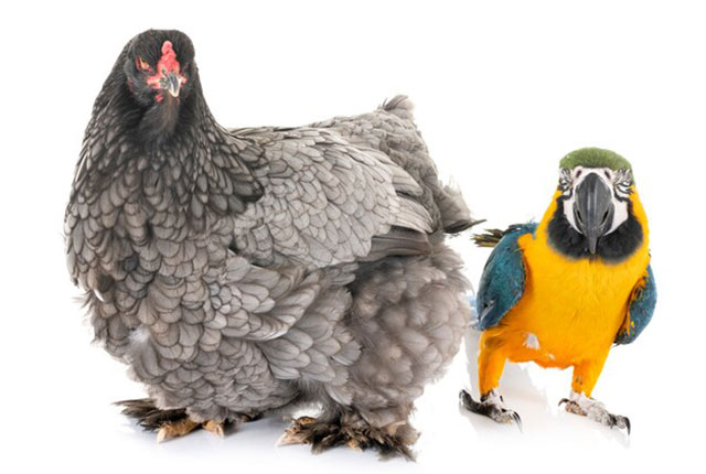 Удивительное поведение попугая с курицей