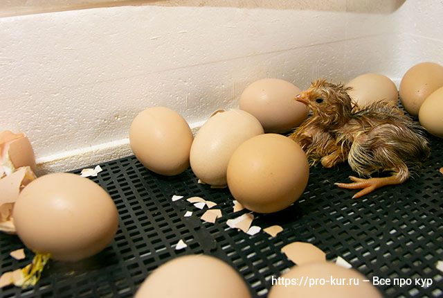 Вывод цыплят в домашнем инкубаторе