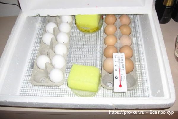 1-й день инкубации куриных яиц. 