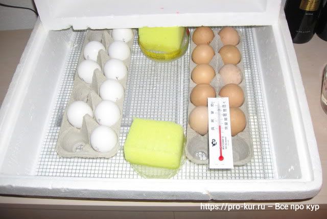 Вывод цыплят в домашнем инкубаторе