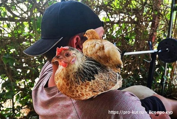 Все про кур несушек