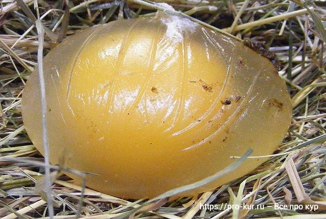 Проблемы со скорлупой яиц у кур несушек. 