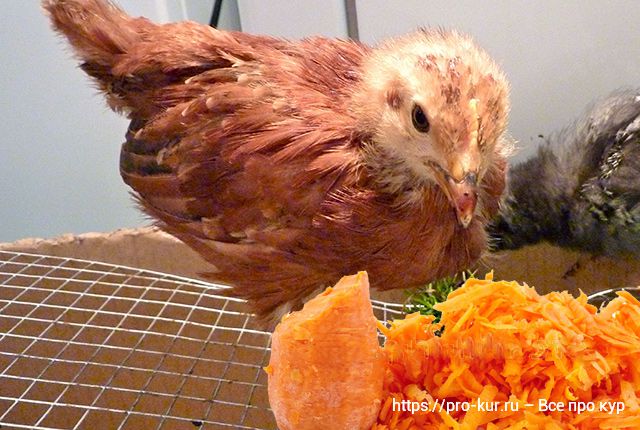 Кормление цыплят морковью – как и сколько давать. 