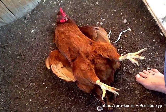 Почему курица лежит на спине