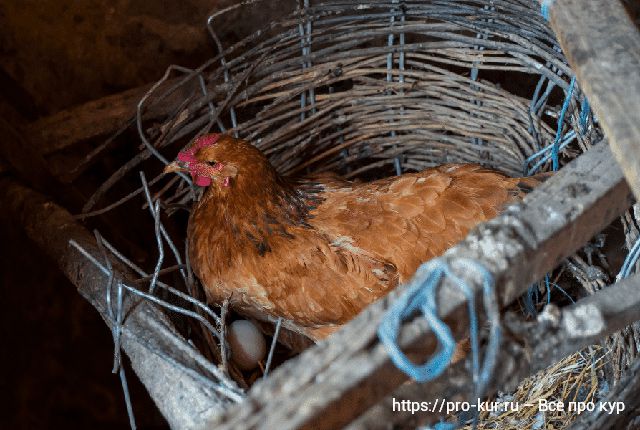 Почему куры прячут свои яйца – 5 причин