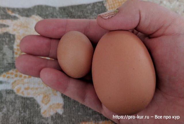 Куриные яйца становятся меньше, в чем причина?