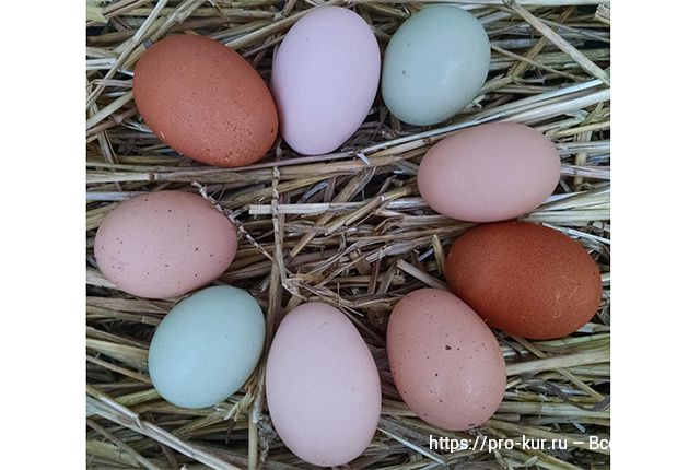 Куриные яйца становятся меньше, в чем причина? 