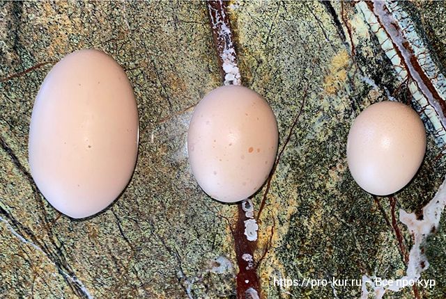Куриные яйца становятся меньше, в чем причина?
