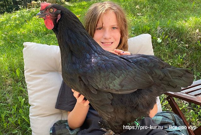 Куры Маран в домашних условиях, фото и описание, выращивание цыплят. 