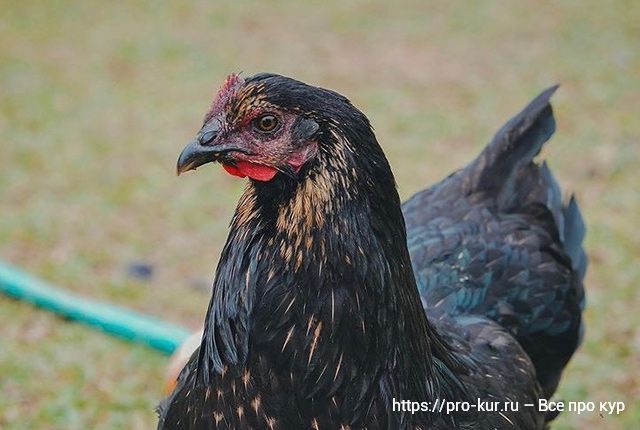 Куры Маран в домашних условиях, фото и описание, выращивание цыплят. 
