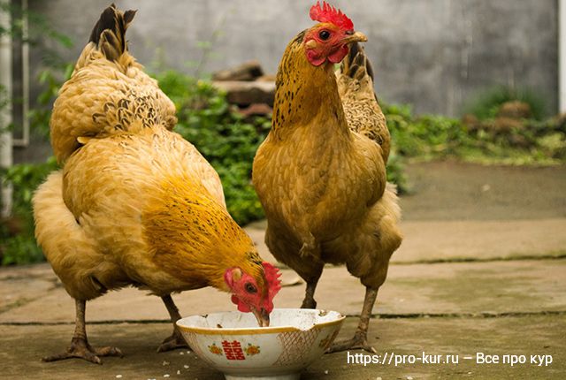 У курицы забился зоб – причины и лечение