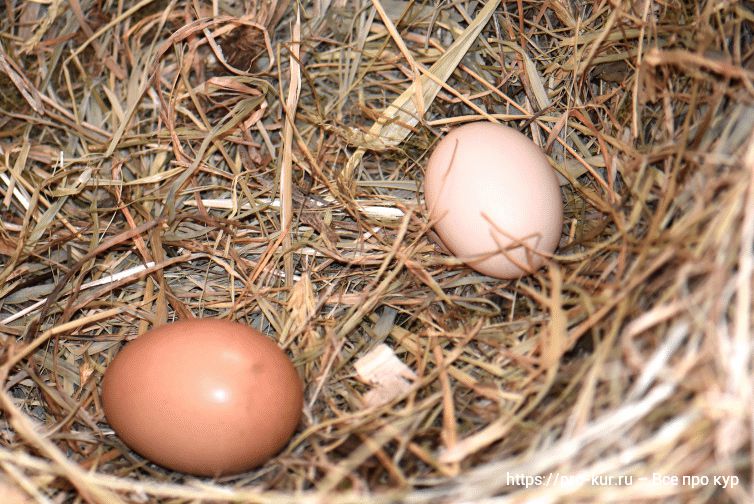 Могут ли куры нести 2 яйца в день? 