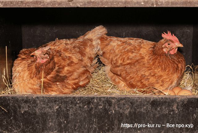 Почему куры прячут свои яйца – 5 причин и что делать. 