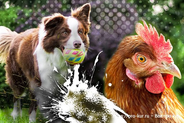 Собака ест куриный помет – 6 причин и что делать как отучить. 
