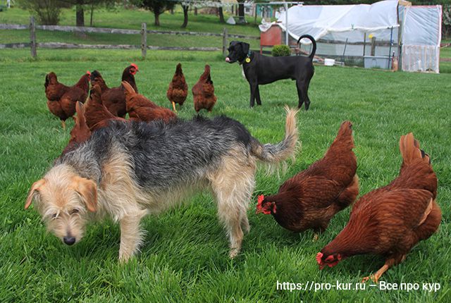 Собака ест куриный помет – 6 причин и что делать