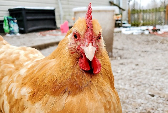Тилозин в лечении цыплят бройлеров и несушек