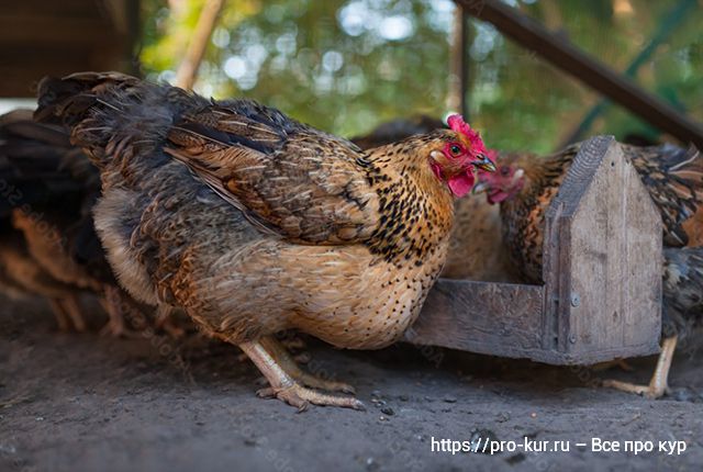 У курицы забился зоб – причины и лечение
