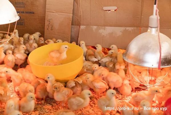 Все про кур несушек