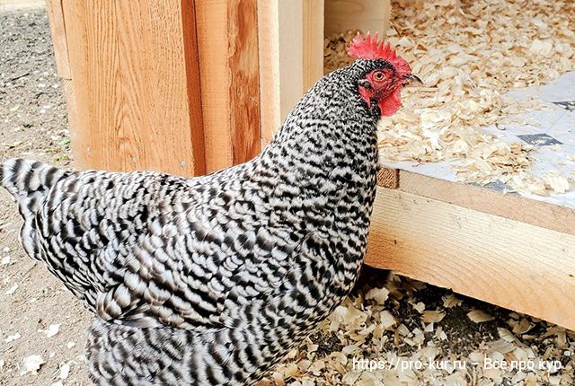 Как заставить курицу нести яйца круглый год. 