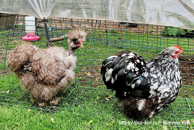 Как заставить курицу нести яйца круглый год