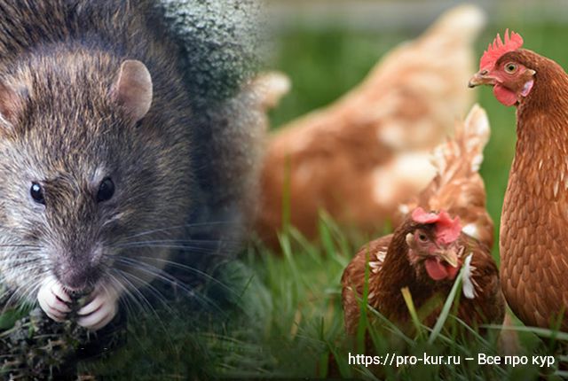 5 безопасных способов избавления от крыс в курятнике. 